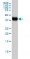 MAPK13 Antibody (monoclonal) (M02)