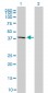 MAPK13 Antibody (monoclonal) (M02)