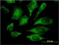 MAPK13 Antibody (monoclonal) (M03)