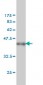 MAPK13 Antibody (monoclonal) (M03)