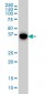 MAPK13 Antibody (monoclonal) (M03)