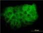 MAPK13 Antibody (monoclonal) (M05)