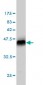 MAPK13 Antibody (monoclonal) (M05)