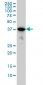MAPK13 Antibody (monoclonal) (M05)