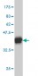 MAPK3 Antibody (monoclonal) (M01)