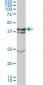 MAPK3 Antibody (monoclonal) (M01)