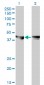 MAPK3 Antibody (monoclonal) (M01)