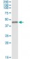 MAPK3 Antibody (monoclonal) (M01)