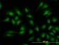 MAPK3 Antibody (monoclonal) (M02)