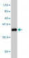 MAPK3 Antibody (monoclonal) (M02)