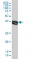 MAPK3 Antibody (monoclonal) (M02)