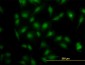 MAPK3 Antibody (monoclonal) (M03)