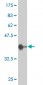 MAPK3 Antibody (monoclonal) (M03)