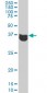 MAPK3 Antibody (monoclonal) (M03)