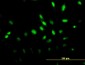 MAPK6 Antibody (monoclonal) (M02)