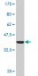MAPK6 Antibody (monoclonal) (M02)