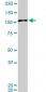 MAPK6 Antibody (monoclonal) (M02)