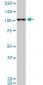 MAPK6 Antibody (monoclonal) (M02)