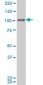 MAPK6 Antibody (monoclonal) (M02)