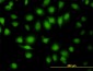 MAPK9 Antibody (monoclonal) (M02)