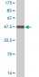 MAPK9 Antibody (monoclonal) (M02)