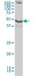 MAPK9 Antibody (monoclonal) (M02)