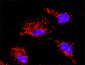MAPK9 Antibody (monoclonal) (M02)