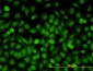 MAPK9 Antibody (monoclonal) (M03)