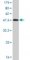 MAPK9 Antibody (monoclonal) (M03)