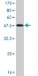 MAPK9 Antibody (monoclonal) (M03)