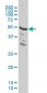 MAPK9 Antibody (monoclonal) (M03)