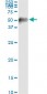 MAPKAPK2 Antibody (monoclonal) (M01)