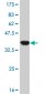 MAPKAPK2 Antibody (monoclonal) (M01)