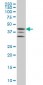 MAPKAPK2 Antibody (monoclonal) (M01)