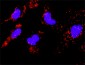 MAPKAPK2 Antibody (monoclonal) (M01)