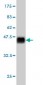 MAPKAPK3 Antibody (monoclonal) (M02)
