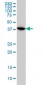 MAPKAPK3 Antibody (monoclonal) (M02)
