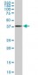 MAPKAPK3 Antibody (monoclonal) (M02)