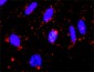 MAPKAPK3 Antibody (monoclonal) (M02)