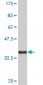 MAPKAPK3 Antibody (monoclonal) (M06)