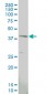 MAPKAPK3 Antibody (monoclonal) (M06)