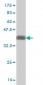 MAPRE2 Antibody (monoclonal) (M03)