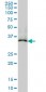 MAPRE2 Antibody (monoclonal) (M03)