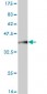 MARCH6 Antibody (monoclonal) (M02)
