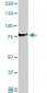MARCH7 Antibody (monoclonal) (M01)