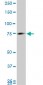 MARCH7 Antibody (monoclonal) (M01)