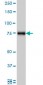 MARCH7 Antibody (monoclonal) (M01)