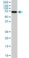 MARCKS Antibody (monoclonal) (M04)