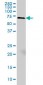 MARCKS Antibody (monoclonal) (M06)