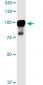 MARK2 Antibody (monoclonal) (M01)